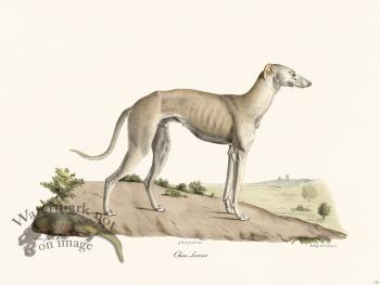 Cuvier 159 Dog Lure